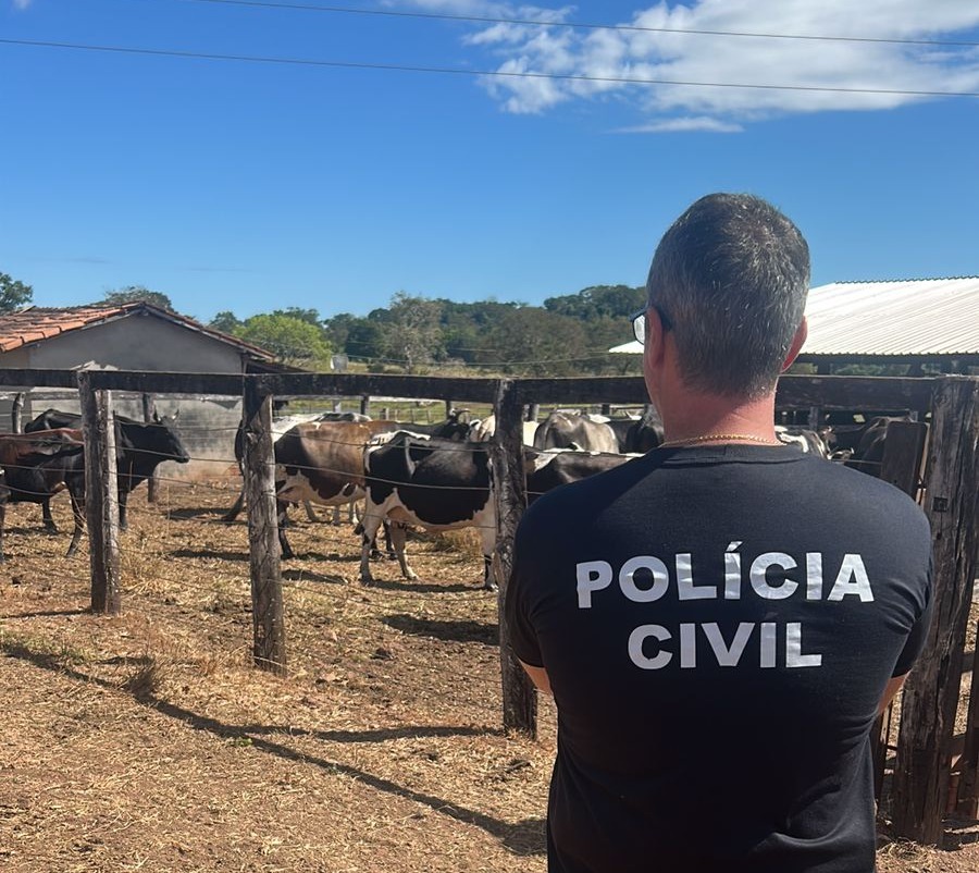 Apreensão de gado - Divulgação PCTO